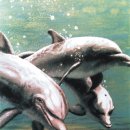 "Dolphins" UV-Blacklight & Glow-In-The-Dark Postcard